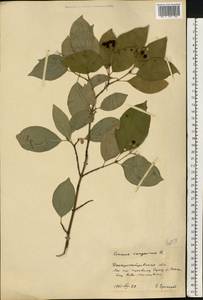 Cornus sanguinea L., Eastern Europe, South Ukrainian region (E12) (Ukraine)