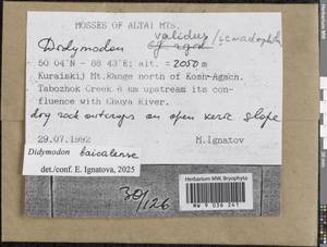 Didymodon validus Limpr., Bryophytes, Bryophytes - Western Siberia (including Altai) (B15) (Russia)