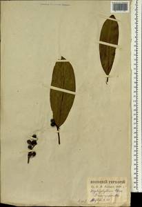 Daphniphyllum macropodum Miq., South Asia, South Asia (Asia outside ex-Soviet states and Mongolia) (ASIA) (Japan)