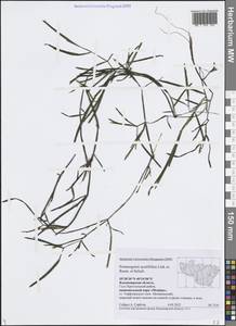 Potamogeton acutifolius Link, Eastern Europe, Central region (E4) (Russia)
