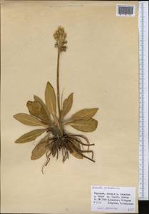 Primula nivalis subsp. turkestanica (Schmidt) Kovt., Middle Asia, Northern & Central Tian Shan (M4) (Kyrgyzstan)
