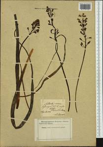 Bellevalia romana (L.) Sweet, Western Europe (EUR) (Not classified)