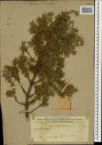 Juniperus communis var. communis, Caucasus, Azerbaijan (K6) (Azerbaijan)