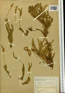 Lycopodium clavatum L., Eastern Europe, Moscow region (E4a) (Russia)