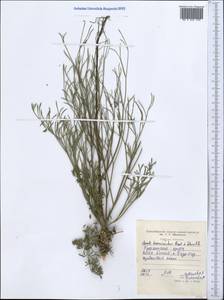 Seseli tenuisectum Regel & Schmalh., Middle Asia, Western Tian Shan & Karatau (M3) (Tajikistan)