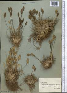 Deschampsia, Middle Asia, Northern & Central Tian Shan (M4) (Kyrgyzstan)