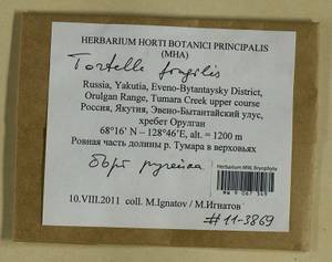 Tortella fragilis (Drumm.) Limpr., Bryophytes, Bryophytes - Yakutia (B19) (Russia)