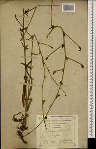 Cichorium intybus L., Caucasus, Georgia (K4) (Georgia)