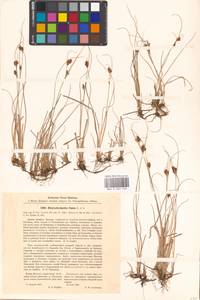 Rhynchospora fusca (L.) W.T.Aiton, Eastern Europe, Estonia (E2c) (Estonia)