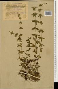Cruciata laevipes Opiz, Caucasus, Armenia (K5) (Armenia)