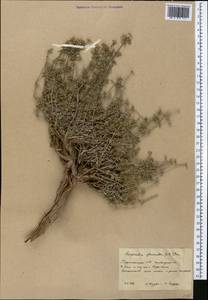 Asperula glomerata (M.Bieb.) Griseb., Middle Asia, Kopet Dag, Badkhyz, Small & Great Balkhan (M1) (Turkmenistan)