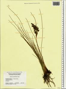 Juncus maritimus Lam., Crimea (KRYM) (Russia)