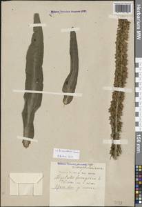 Digitalis ferruginea subsp. schischkinii (Ivanina) K.Werner, Caucasus, Krasnodar Krai & Adygea (K1a) (Russia)