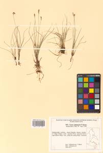 Carex kabanovii V.I.Krecz., Siberia, Russian Far East (S6) (Russia)