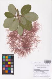 Cotinus coggygria Scop., Eastern Europe, Lower Volga region (E9) (Russia)