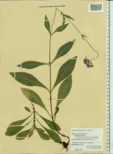 Knautia arvensis (L.) Coult., Eastern Europe, Volga-Kama region (E7) (Russia)