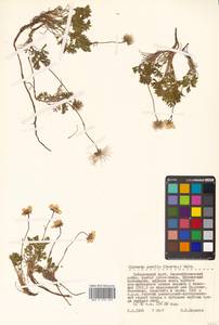 Geum selinifolium (Fisch. ex F. Schmidt) Hultén, Siberia, Russian Far East (S6) (Russia)