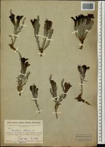 Cymbaria daurica L., Siberia, Baikal & Transbaikal region (S4) (Russia)