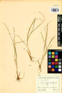 Carex brunnescens (Pers.) Poir., Siberia, Altai & Sayany Mountains (S2) (Russia)