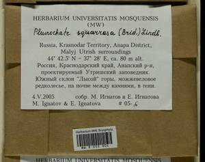 Pleurochaete squarrosa (Brid.) Lindb., Bryophytes, Bryophytes - North Caucasus & Ciscaucasia (B12) (Russia)