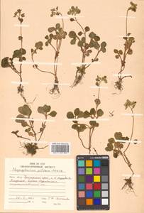 Chrysosplenium pilosum Maxim., Siberia, Russian Far East (S6) (Russia)