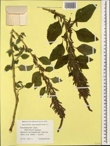 Amaranthus hypochondriacus L., Caucasus, Black Sea Shore (from Novorossiysk to Adler) (K3) (Russia)