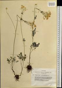 Thalictrum petaloideum L., Siberia, Altai & Sayany Mountains (S2) (Russia)