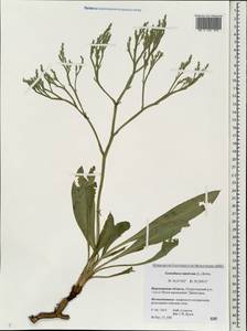 Goniolimon tataricum (L.) Boiss., Eastern Europe, Central forest-and-steppe region (E6) (Russia)