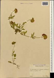 Anthyllis vulneraria subsp. boissieri (Sagorski)Bornm., Caucasus, South Ossetia (K4b) (South Ossetia)