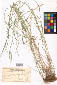 Arrhenatherum elatius (L.) P.Beauv. ex J.Presl & C.Presl., Eastern Europe, Moscow region (E4a) (Russia)