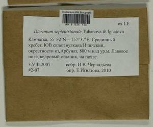 Dicranum septentrionale Tubanova & Ignatova, Bryophytes, Bryophytes - Chukotka & Kamchatka (B21) (Russia)