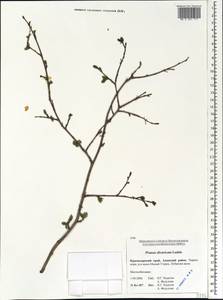 Prunus cerasifera Ehrh., Caucasus, Krasnodar Krai & Adygea (K1a) (Russia)