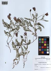 KUZ 001 416, Astragalus danicus Retz., Siberia, Altai & Sayany Mountains (S2) (Russia)