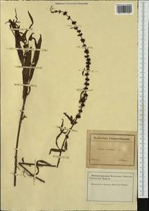 Rumex maritimus L., Western Europe (EUR) (France)