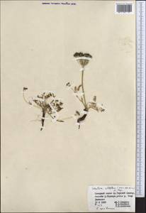 Schulzia albiflora (Kar. & Kir.) Popov, Middle Asia, Northern & Central Tian Shan (M4) (Kyrgyzstan)