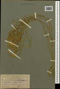 Camelina laxa C. A. Mey., Caucasus, Azerbaijan (K6) (Azerbaijan)