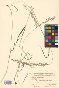 Agrostis stolonifera L., Siberia, Russian Far East (S6) (Russia)