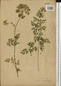 Selinum carvifolia (L.) L., Eastern Europe, Central forest-and-steppe region (E6) (Russia)