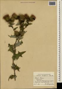 Lophiolepis laniflora (M. Bieb.) Del Guacchio, Bures, Iamonico & P. Caputo, Crimea (KRYM) (Russia)