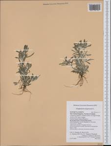 Gnaphalium uliginosum L., Western Europe (EUR) (United Kingdom)