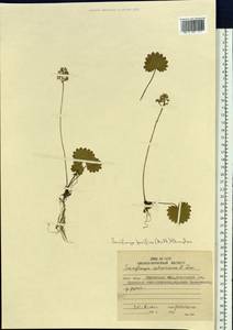 Micranthes nelsoniana var. insularis (Hultén) Gornall & H. Ohba, Siberia, Chukotka & Kamchatka (S7) (Russia)