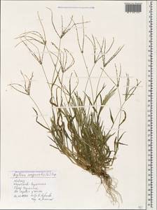 Digitaria sanguinalis (L.) Scop., Caucasus, Stavropol Krai, Karachay-Cherkessia & Kabardino-Balkaria (K1b) (Russia)