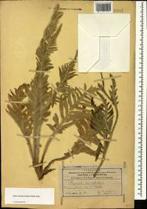 Papaver setiferum Goldblatt, Caucasus, Azerbaijan (K6) (Azerbaijan)