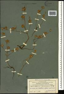 Helianthemum ledifolium subsp. lasiocarpum (Jacques & Herincq) Nyman, Caucasus, Azerbaijan (K6) (Azerbaijan)