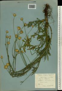 Cephalaria uralensis (Murray) Roem. & Schult., Eastern Europe, South Ukrainian region (E12) (Ukraine)
