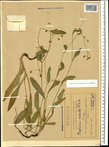 Bupleurum polyphyllum Ledeb., Caucasus, Armenia (K5) (Armenia)