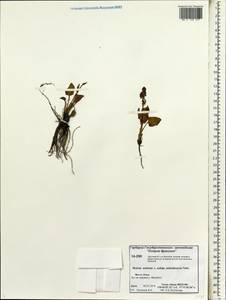 Rumex pseudoxyria (Tolm.) A. P. Khokhr., Siberia, Chukotka & Kamchatka (S7) (Russia)