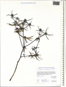 Eryngium caucasicum Trautv., Caucasus, Georgia (K4) (Georgia)