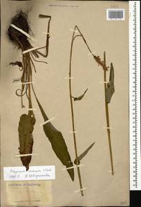 Bistorta carnea (K. Koch) Kom., Caucasus, Armenia (K5) (Armenia)
