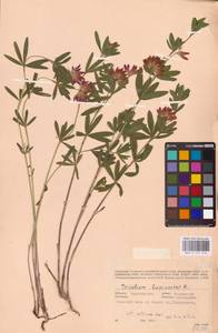 Trifolium lupinaster L., Eastern Europe, Eastern region (E10) (Russia)